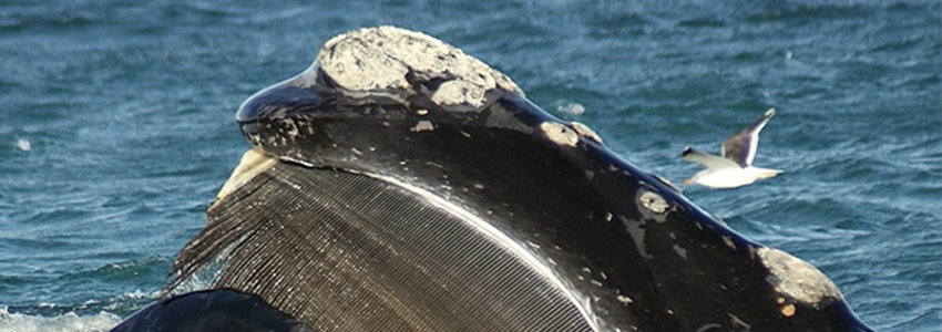 Observação de baleias | Uruguai