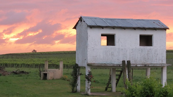 Vinicolas no Uruguai Punta del Este Viñedo de los Vientos